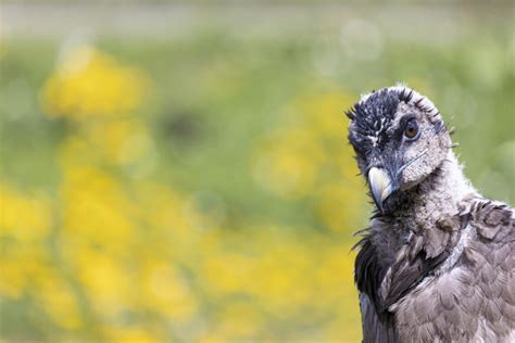 New Milestone For Bearded Vulture Conservation In Europe Vulture Conservation Foundation