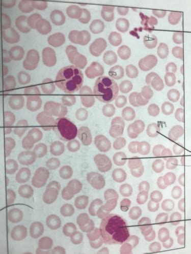 BIOL A112 Lab 1 Flashcards Quizlet