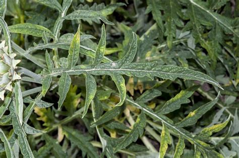 Cynara Cardunculus Subsp Cardunculus