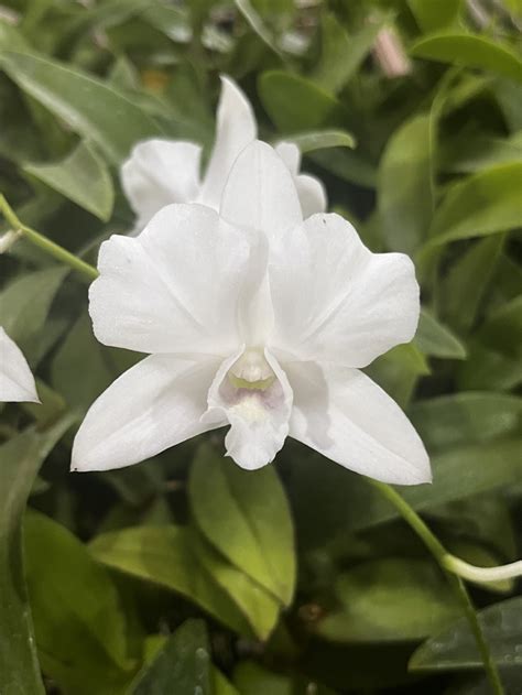 Denphal Branco Forma Exotica Orquid Rio Frutal