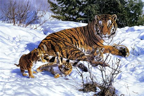 Wallpaper : animals, snow, tiger, wildlife, big cats, fauna, vertebrate ...