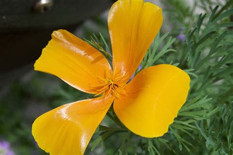 Flor Amarillo Brillar Foto Gratis En Pixabay Pixabay