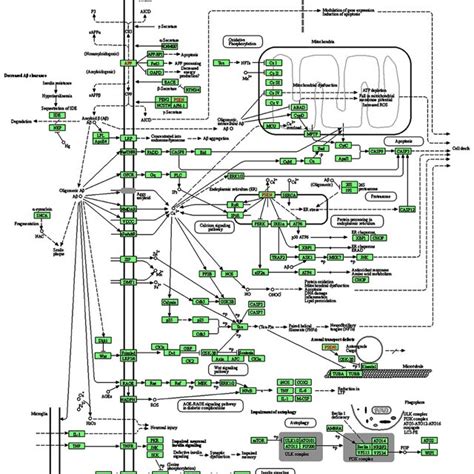 Pathway Analysis The Differentially Expressed Genes Degs 25000 Download Scientific Diagram