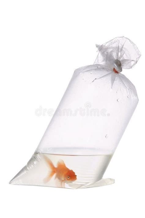 Pin By Ghispint On A La Transparence Goldfish Plastic Bag Fish In A Bag