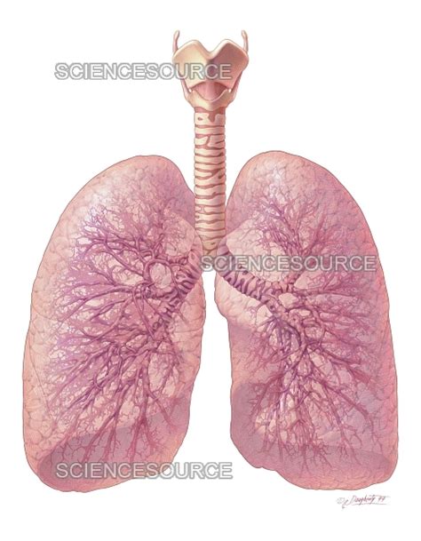 Lungs And Tracheobronchial Tree Stock Image Science Source Images