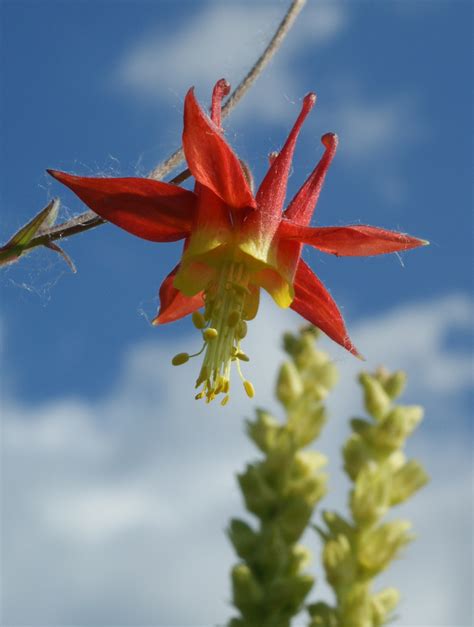 Aquilegia formosa | Fourth Corner Nurseries