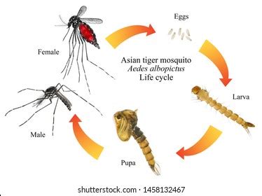 Asian Tiger Mosquito Forest Mosquito Aedes Stock Photo 1458132473