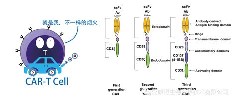 Car T细胞如火如荼，car 巨噬细胞表示不服 爱康得生物科技（苏州）有限公司