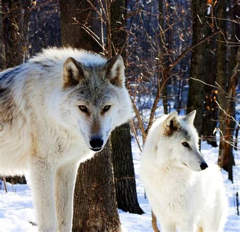 Totem wolf meaning | Wolf totem, Totem, Wolf