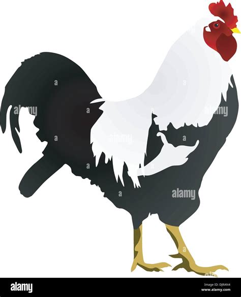 Imagen De Ilustraci N De Un Gallo Im Genes Recortadas De Stock Alamy