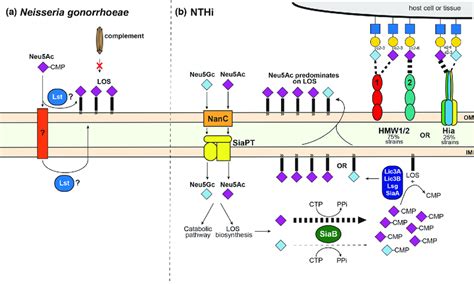 The Role Of Sialic Acid In The Pathobiology Of A Neisseria