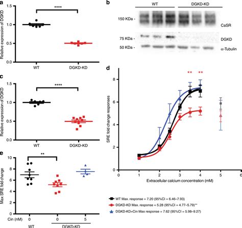 Casr Mediated Sre Responses Following Dgkd Knockdown And Effect Of