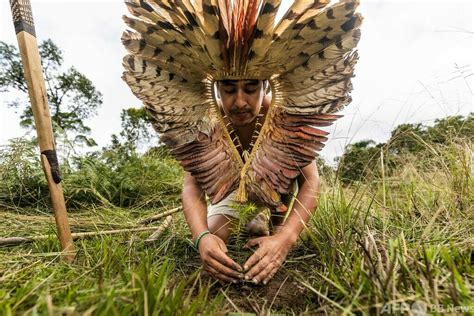 「私たちは地球の守護者」 絶滅危惧種ブラジルマツ守る先住民 写真24枚 国際ニュース：afpbb News