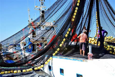 Der Schweizer Bauer WTO kein besserer Schutz für Fischbestände