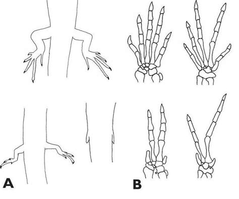 Vestigial Structures Definition Biology Slideshare