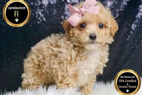 Diana Malti Poo Puppy F4320A Pawrade