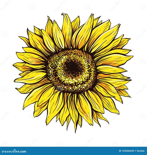 Fine Del Girasole Sull Illustrazione Disegnata A Mano Di Vettore