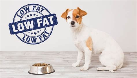 15 Best Low Fat Dog Food Brands of 2020 (Updated Review)