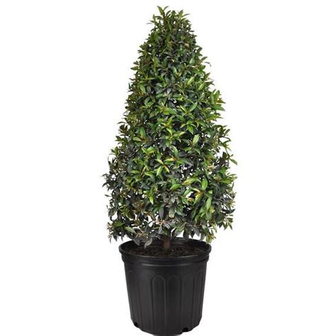 Eugenia Cone Topiary Live Plant In A 10 Inch Pot Eugenia Myrtifolium