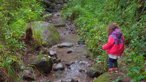 Paseo Al Arroyo Mi Familia En El Bosque YouTube