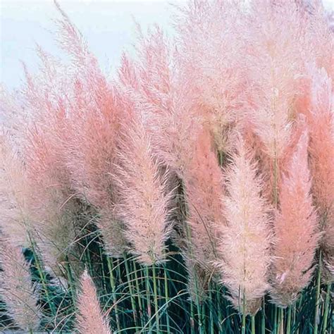 Rare Pink Pampas Grass Ornamental Grass Seeds Hardy Perennial Etsy