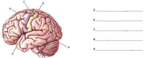 Lateral Surface Of Cerebral Cortex Gyri