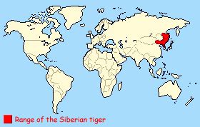 Siberian Tiger Info