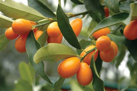 Kumquat | Definition, Size, & Facts | Britannica