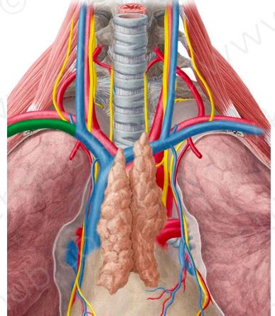 Arterien Und Venen Flashcards Quizlet