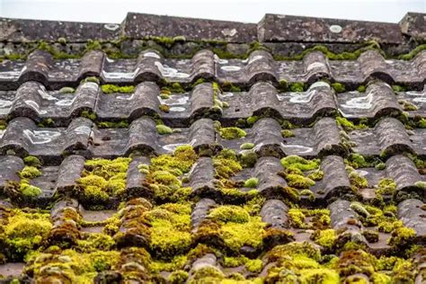 Battling The Green Menace: 5 Steps To Moss-Free Roof Bliss