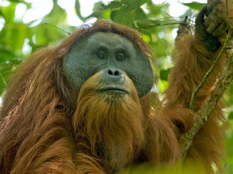 endangered orangutans doomed  extinction  chinese built hydro dam