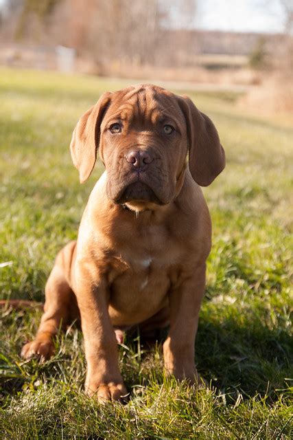 Mastiff Pictures and Informations - Dog-Breeds.com