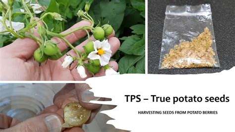 Tps True Potato Seeds Harvesting Seeds From Potato Berries Youtube