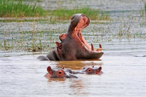 African hippo stock image. Image of nature, south, wildlife - 23833829