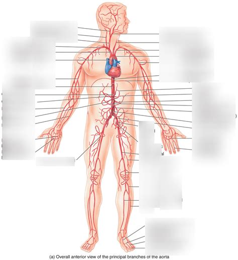 systemic circulation 1 Diagram | Quizlet