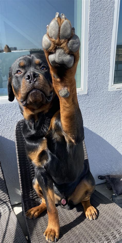 Owners are sharing rottweiler alsatian mix photos on Reddit 10