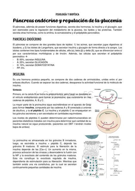 P Ncreas End Crino Y Regulaci N De La Glucemia Jazcaceres Fcm Udocz