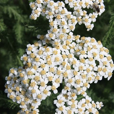 Buy yarrow seeds and grow native wildflowers in your prairie garden