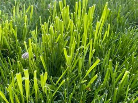 10 Weeds that Look Like Grass: Invasive Grass Types + Pictures | Lawn ...