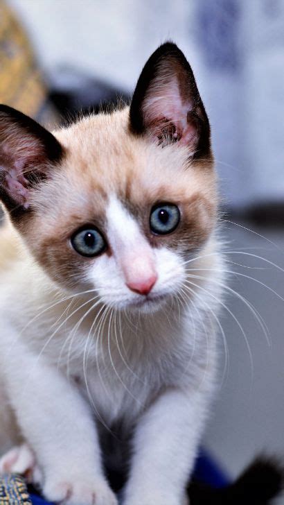 Siamese calico mix cats 15 fascinating facts about calico and siamese cat mix – Artofit