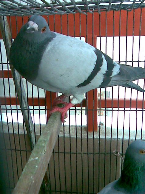 Racing Pigeons On Widowhood Training And Feeding Explained Winning