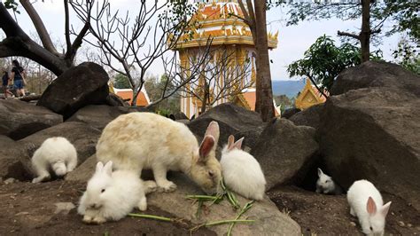 Chiang Khan Rabbit Temple Wat Pra Putthabat Phu Kwai Ngoen Its