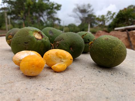 Pequi Propriedades Nutricionais E Benefícios à Saúde Fanut Faculdade De Nutrição Da Ufg