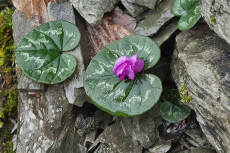 Cyclamen coum, growing and caring