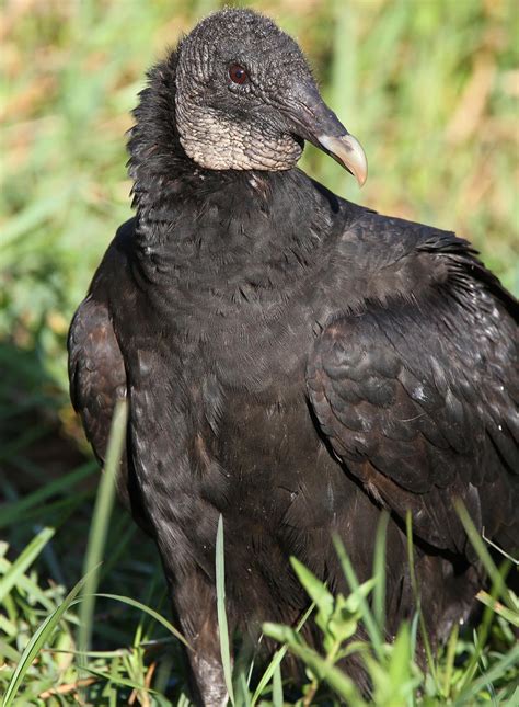 Different Types of Vultures - The Fascinating Avian Species - Bird Eden