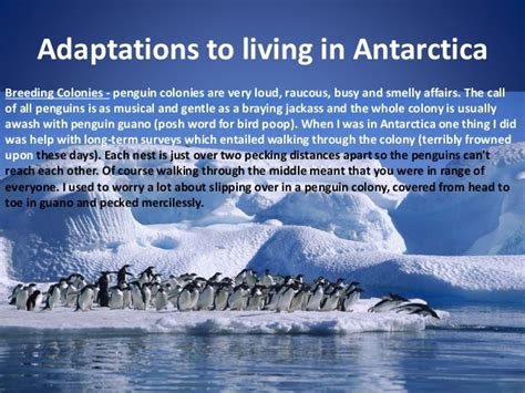 Penguins in antarctica