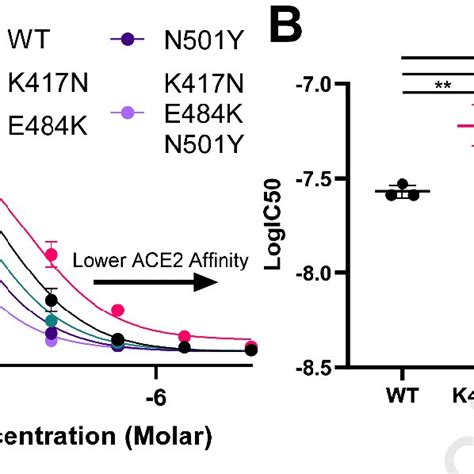 Rbd Variant Of Concern Substitutions Alter Ace2 Binding Affinity A