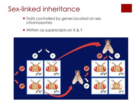 Ppt Mendelian Inheritance Of Human Traits Powerpoint Presentation Free Download Id292869