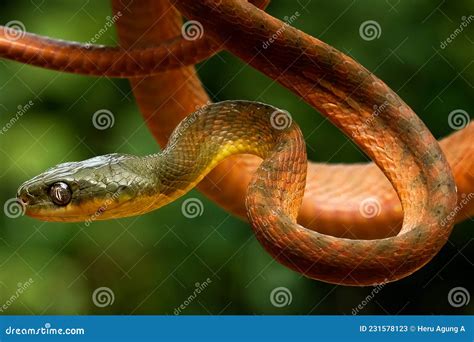 A Poisonous Red Snake Is Hanging From A Tree Branch And Looking For Prey