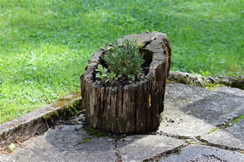 Hollowed Out Old Tree Stump Filled with Dark Soil and Small Plants Left ...